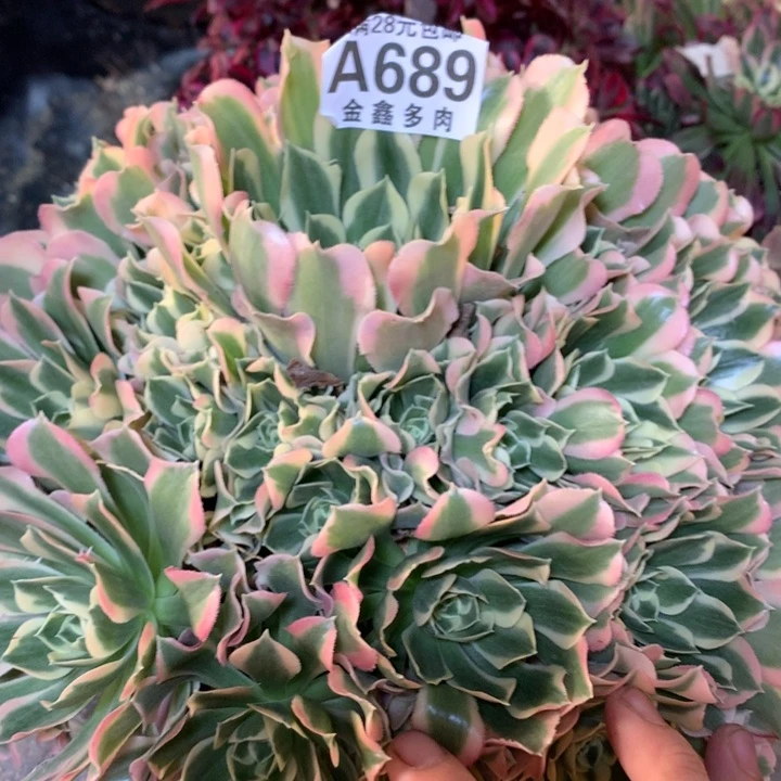 689多肉植物一物一拍