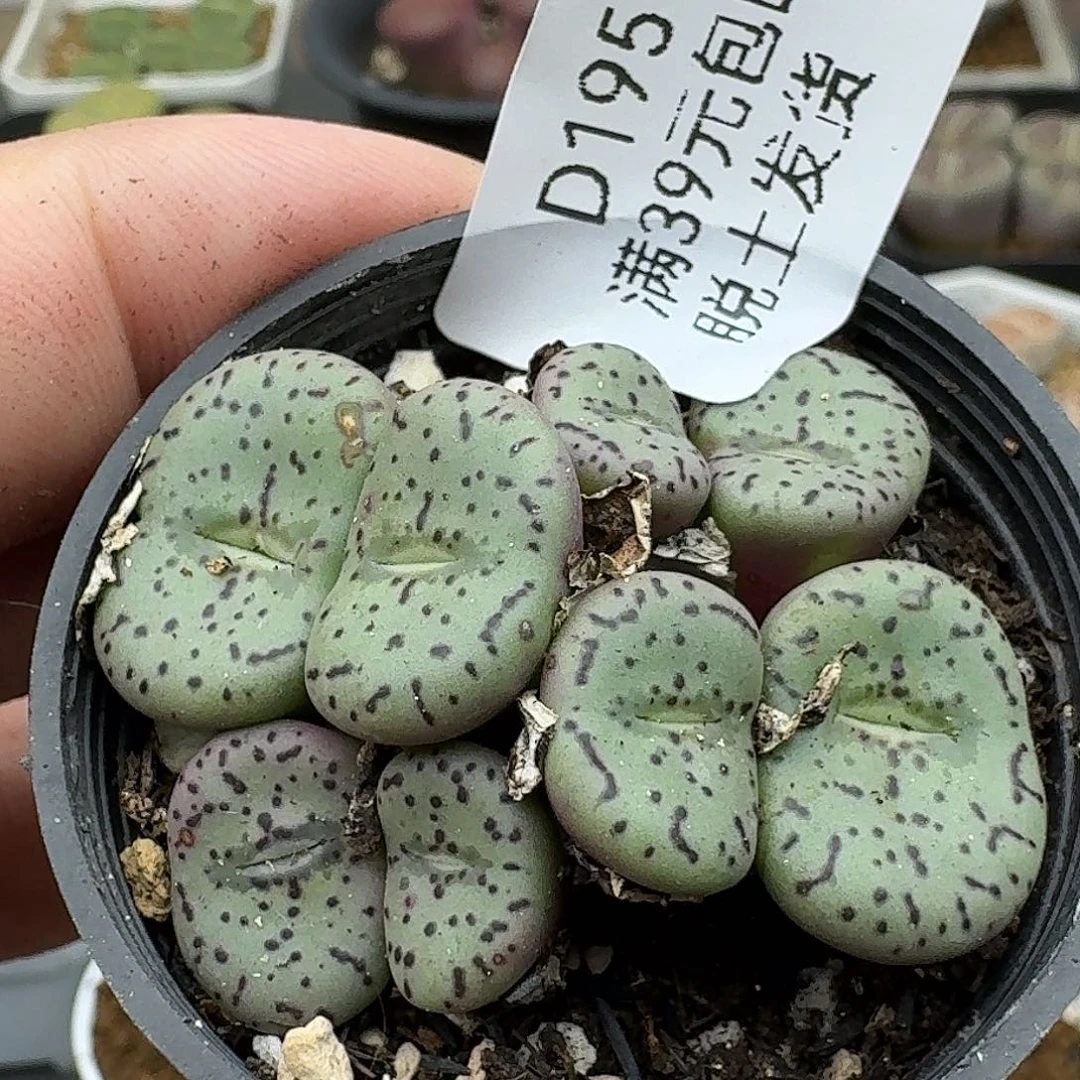 195多肉哈哈哈哈哈哈哈