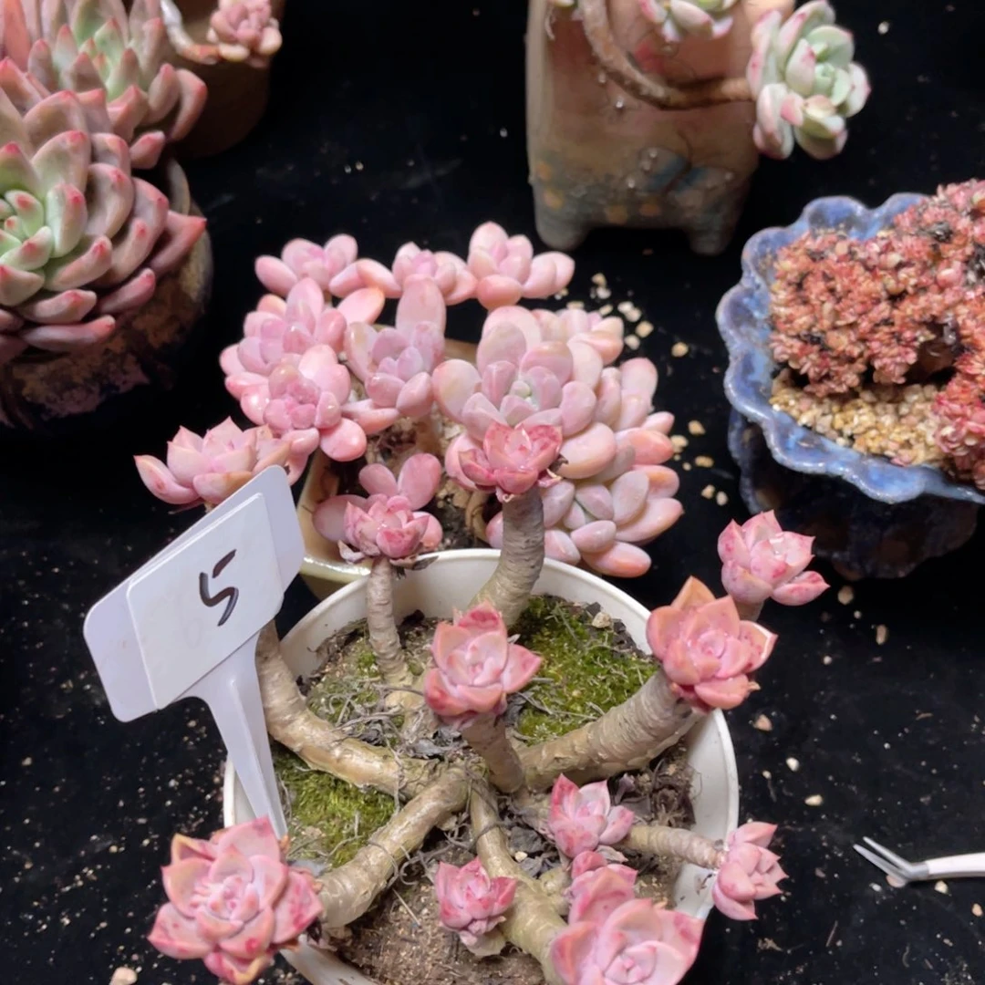 5 红粉 一物一拍