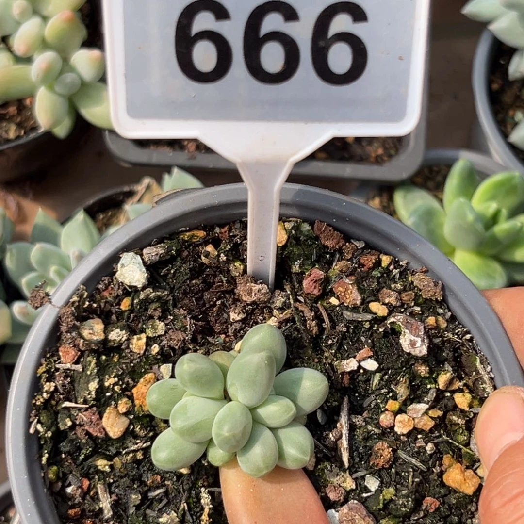多肉植物戴萌德666