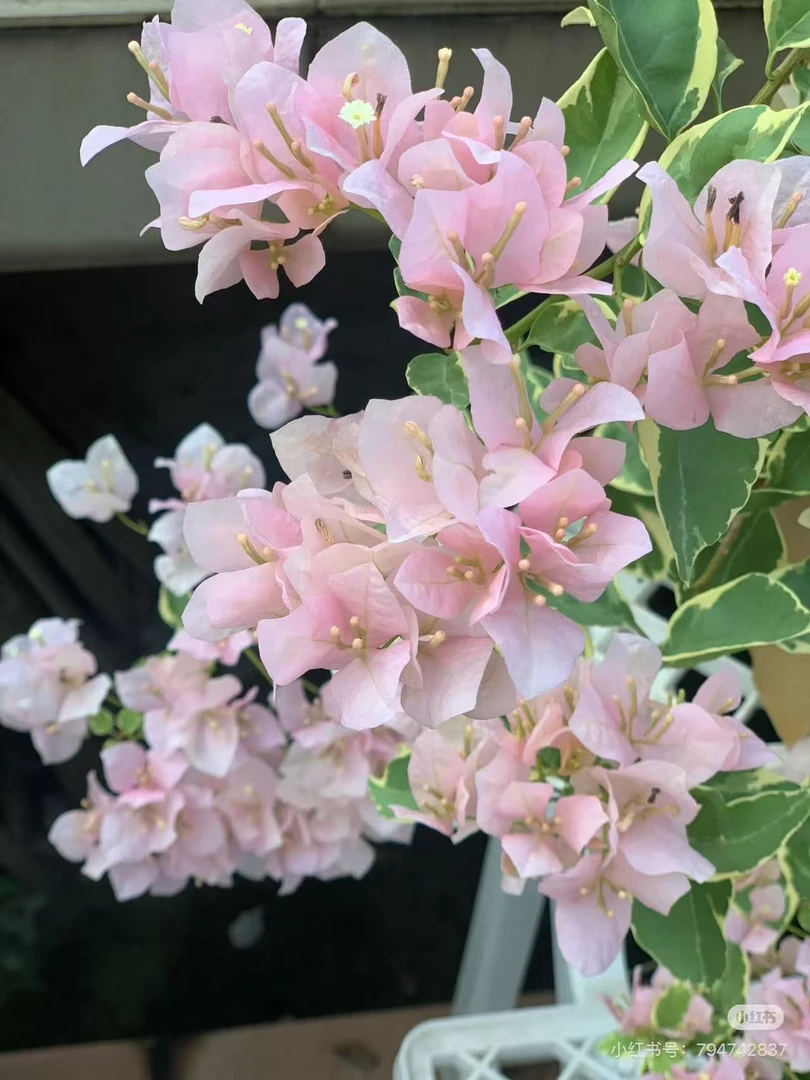 三角梅花卉四季勤花丰花不易掉花（一物一拍）