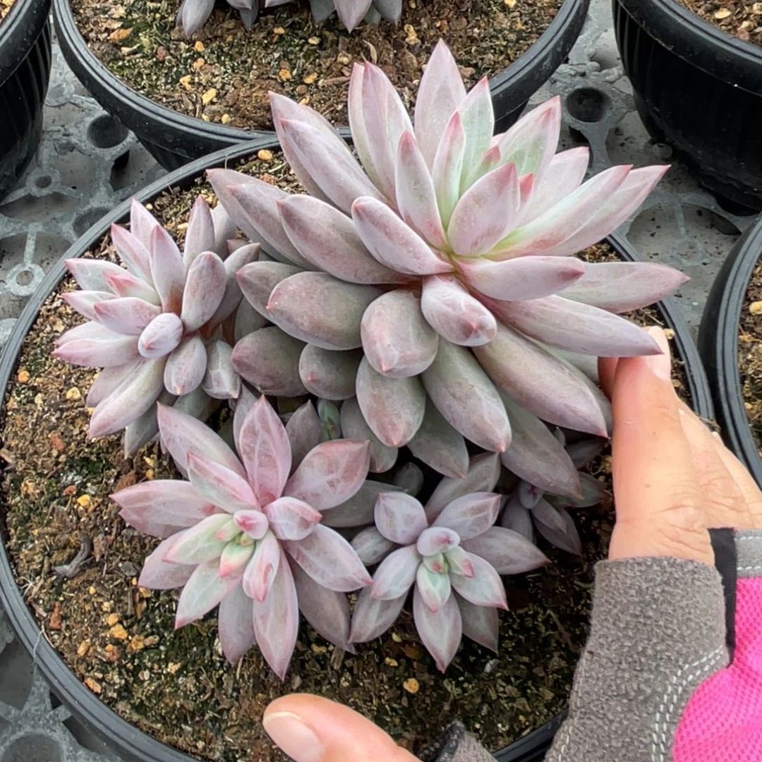 S***t美人系多肉植物发货