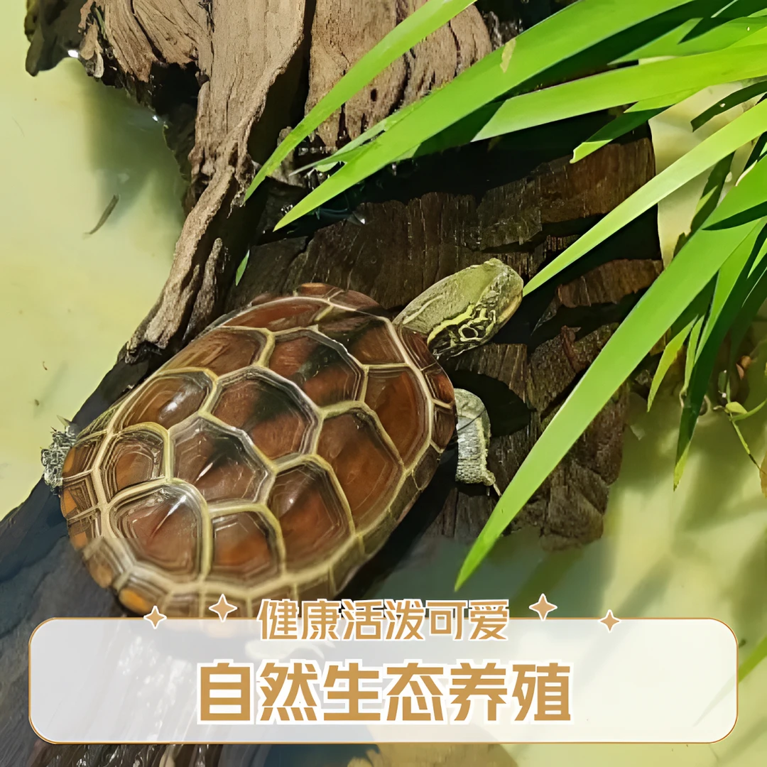 外塘冷水母种龟龟批发