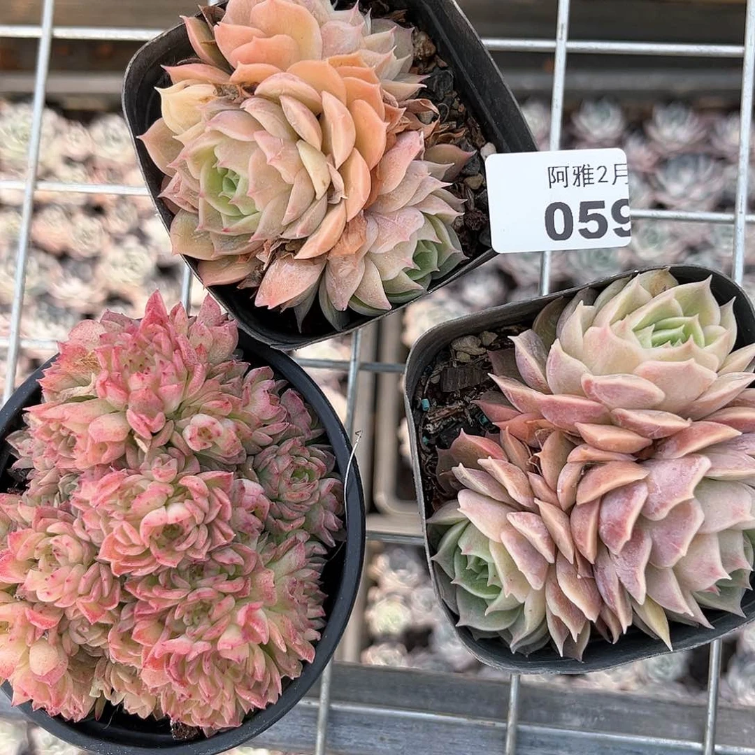 阿雅园艺。   059