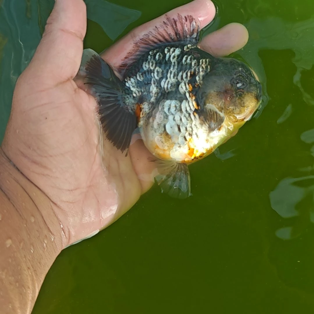 麒麟泰狮金鱼将军