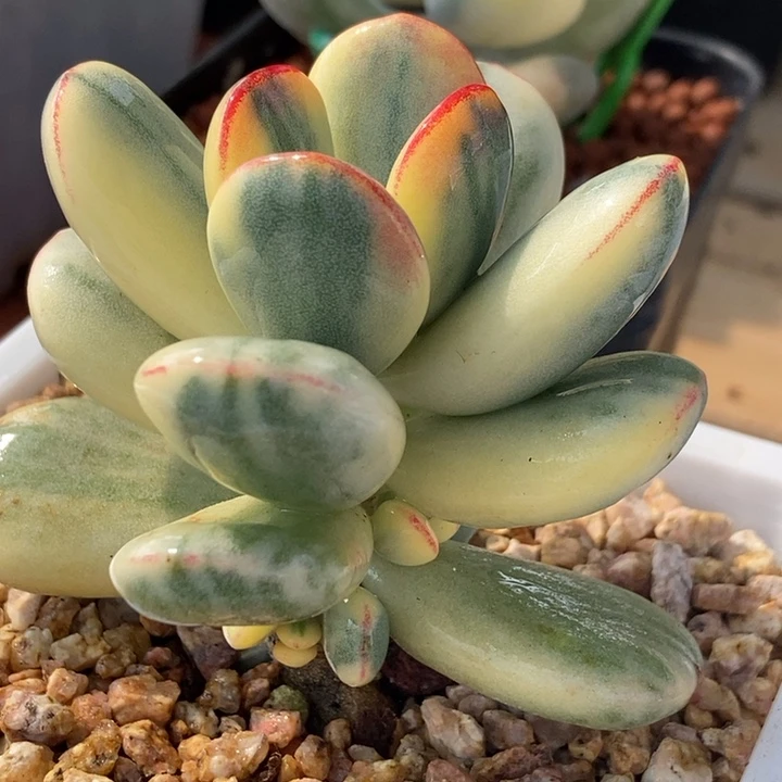 乒乓福娘西瓜锦多肉