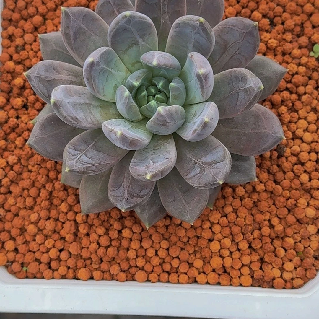 邀月 单头 16cm 一物一拍