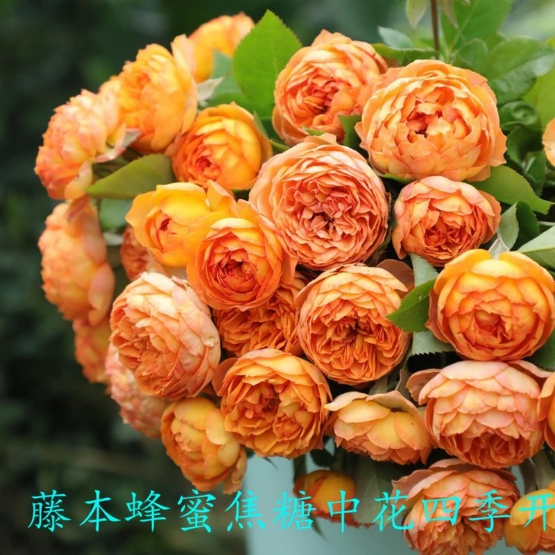 爬藤月季蔷薇花苗大花浓香庭院藤本花卉植物阳台盆栽玫瑰爬墙四季