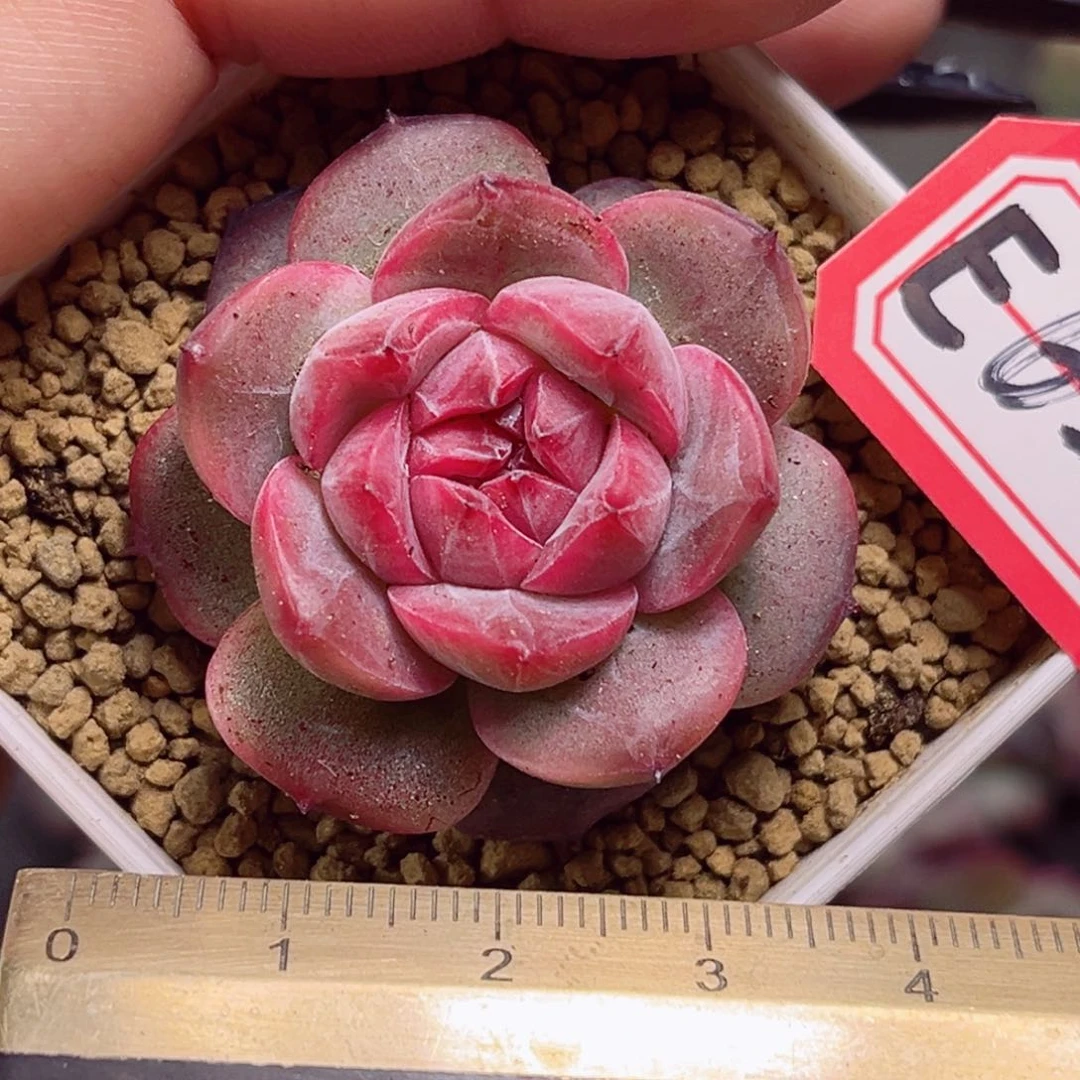 E651 一物一拍 初恋