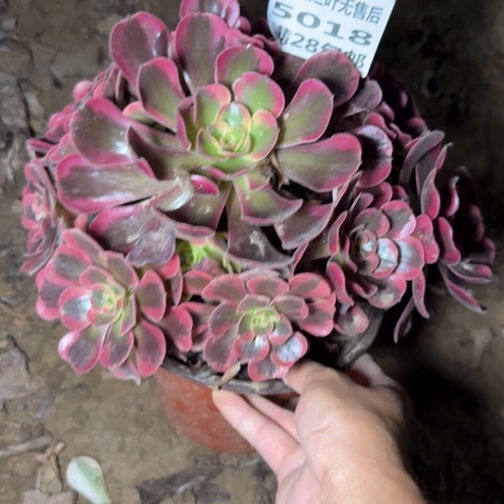 5018二号棚爱神多肉C