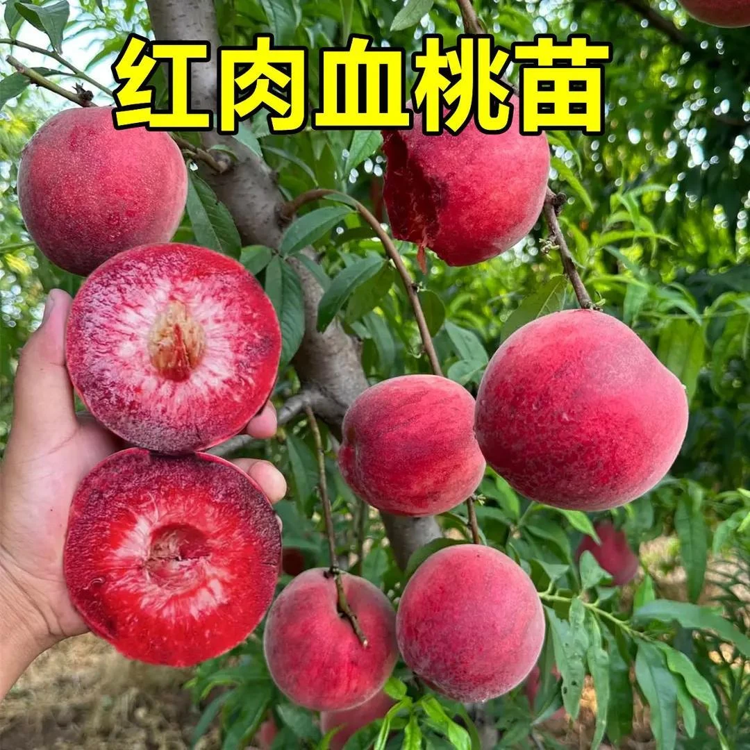 血桃树苗嫁接特大晚熟冬桃树果苗盆栽地栽黄桃苗南北方种水蜜桃苗