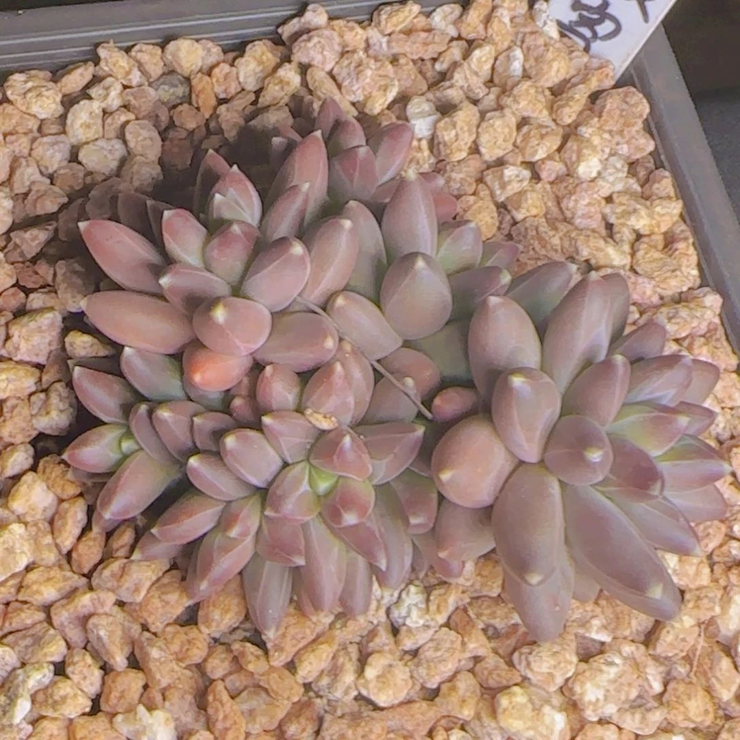 夕*夕颜寄养1111111111111天11111