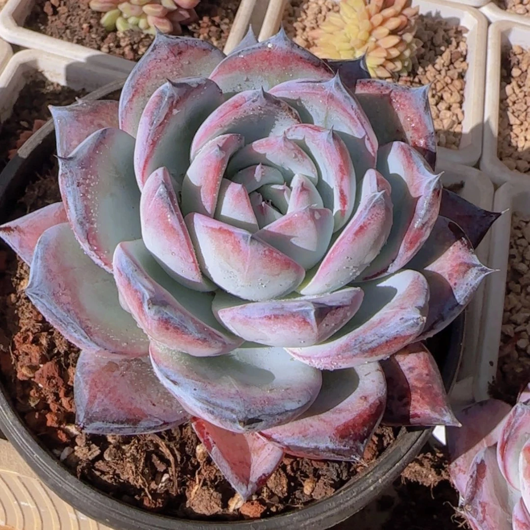 【闪购商品】黑卡，