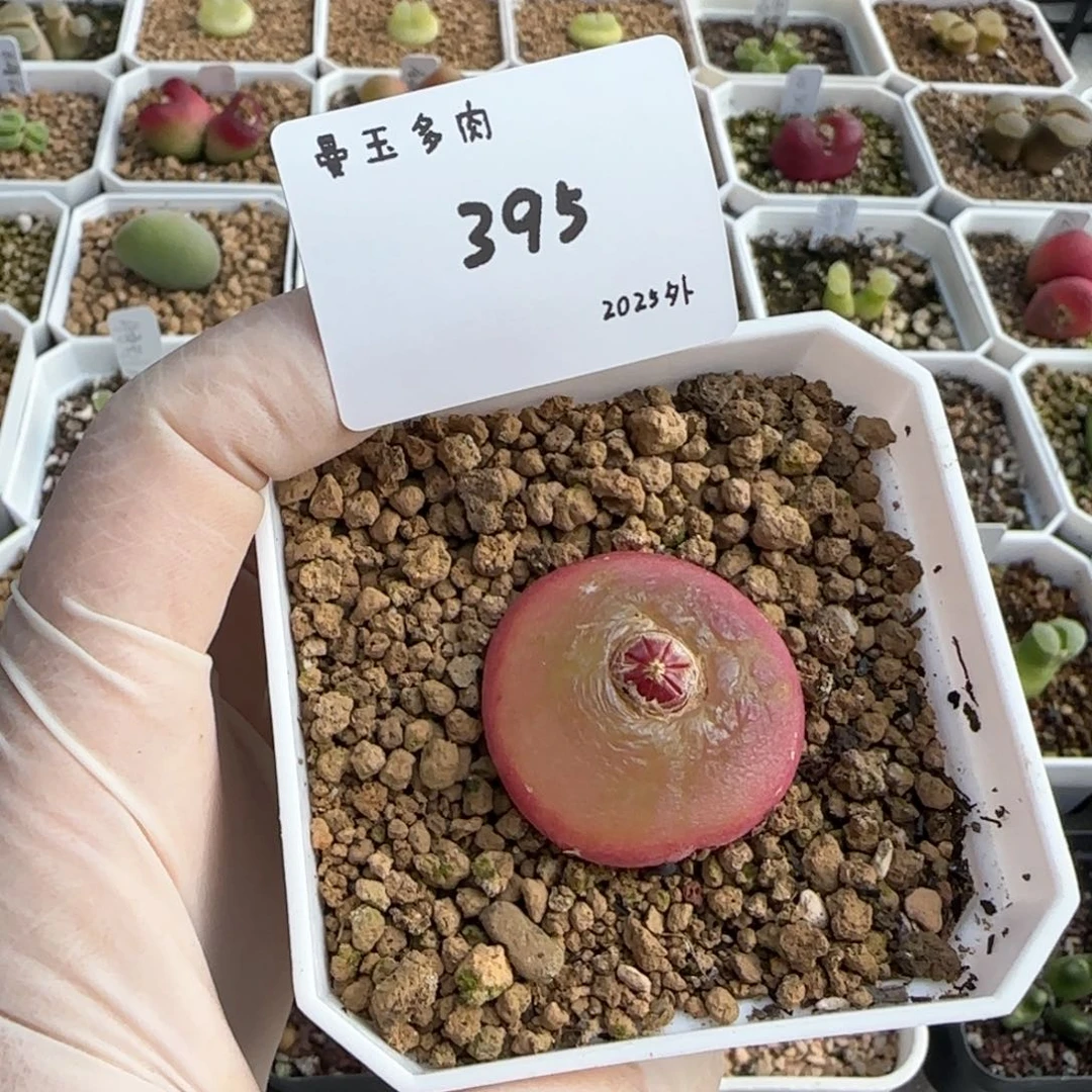 V***s多肉多肉多肉2025-395