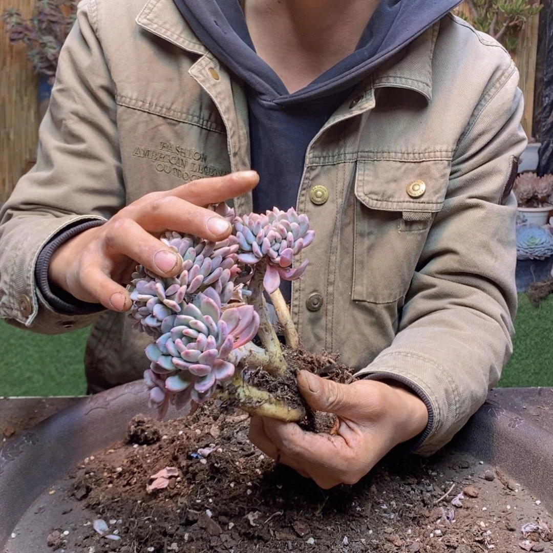 咖***糖F124号玛瑙缀多肉