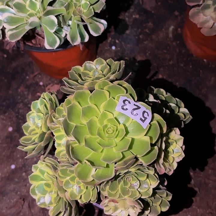 523雨荷多肉植物不售后