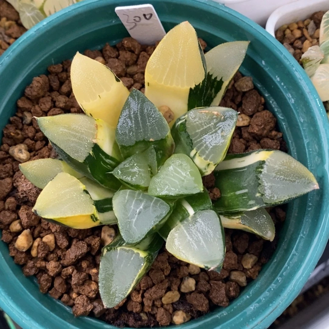 一颗实生大克锦。