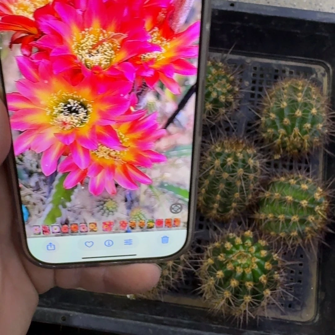 375毛信标歪无根侧牙5公分左右，20包邮