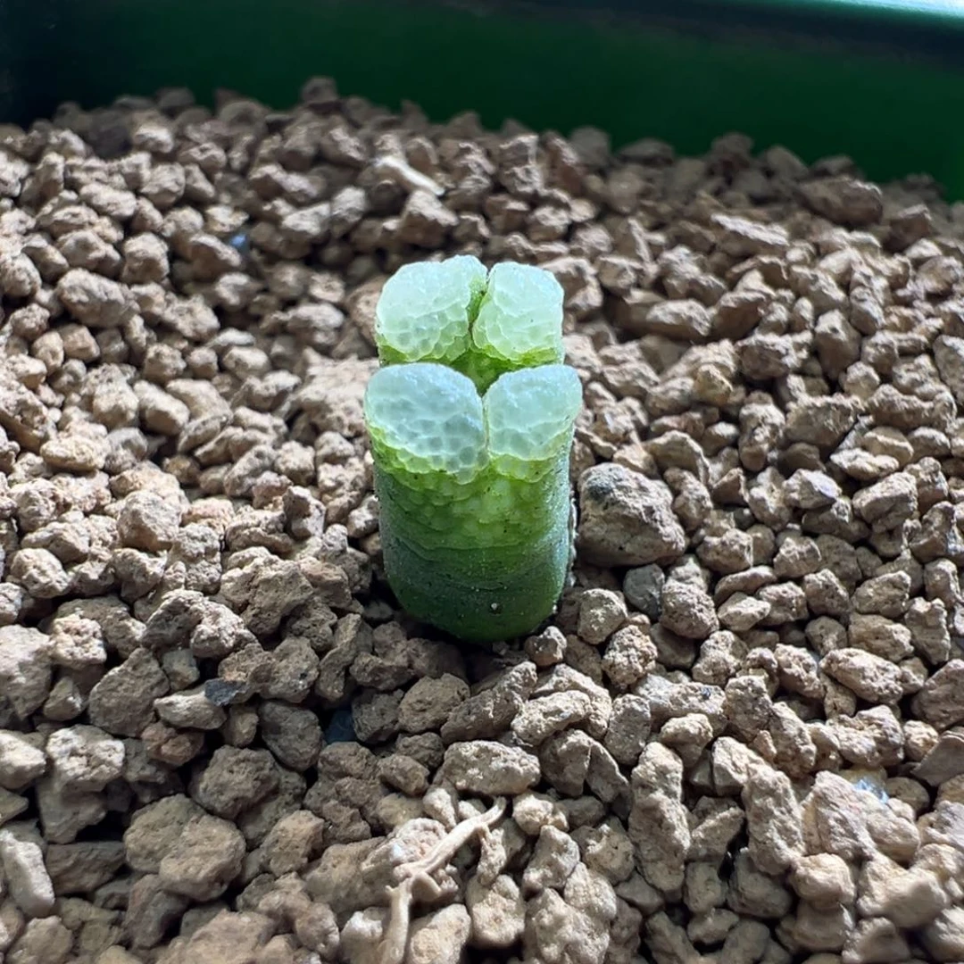 108优选绿泡泡窗