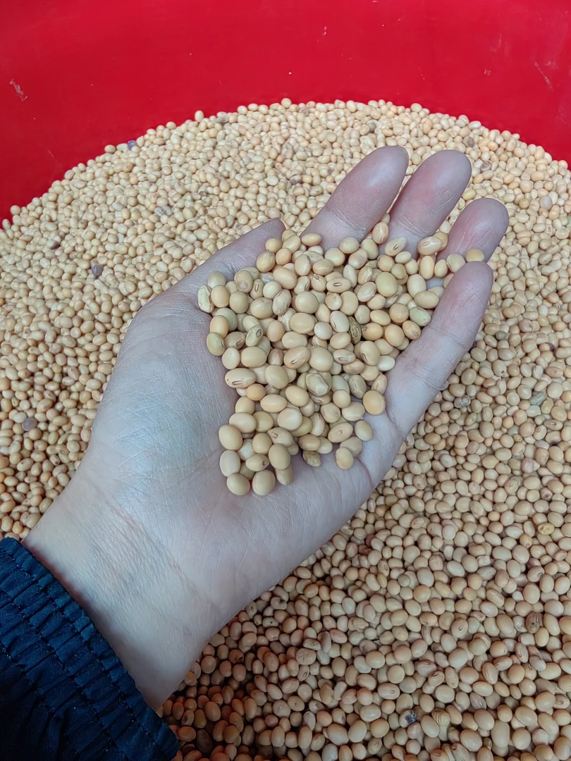 四川老品种小黄豆土黄豆四川巴中椭圆形小黄豆种子豆浆豆花