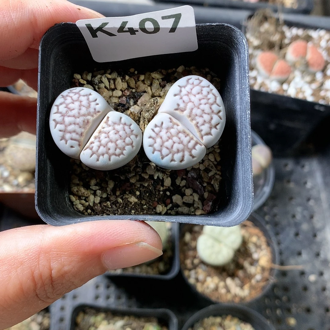 晨*K407多肉植物保护