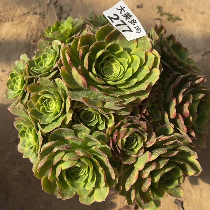 1****?奶白锦277肉肉肉