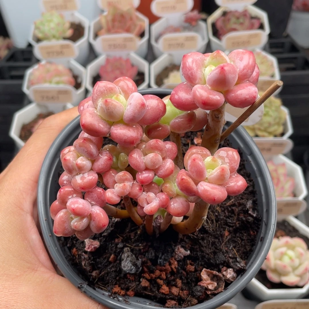 樱花洛神7729-10厘米