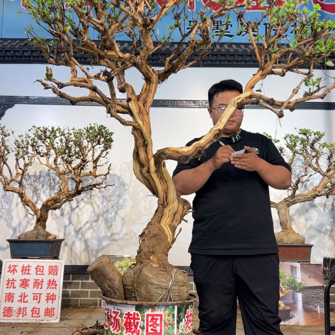 完全开放金银花577877876766