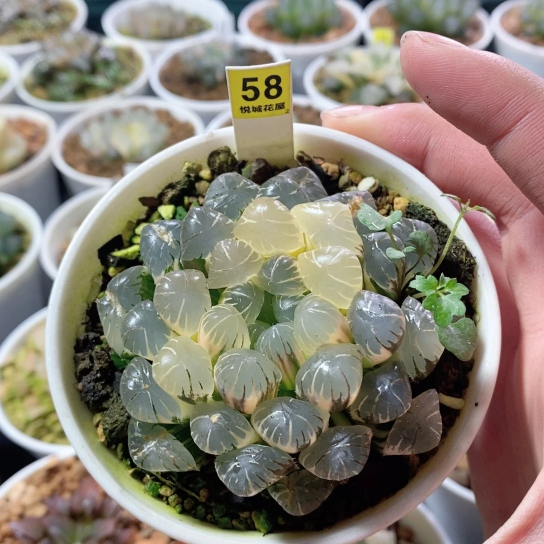 冰灯玉露锦母本多肉植物