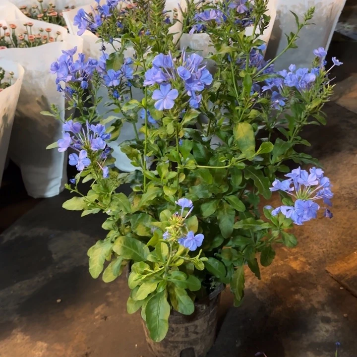 一加仑蓝雪花盆栽