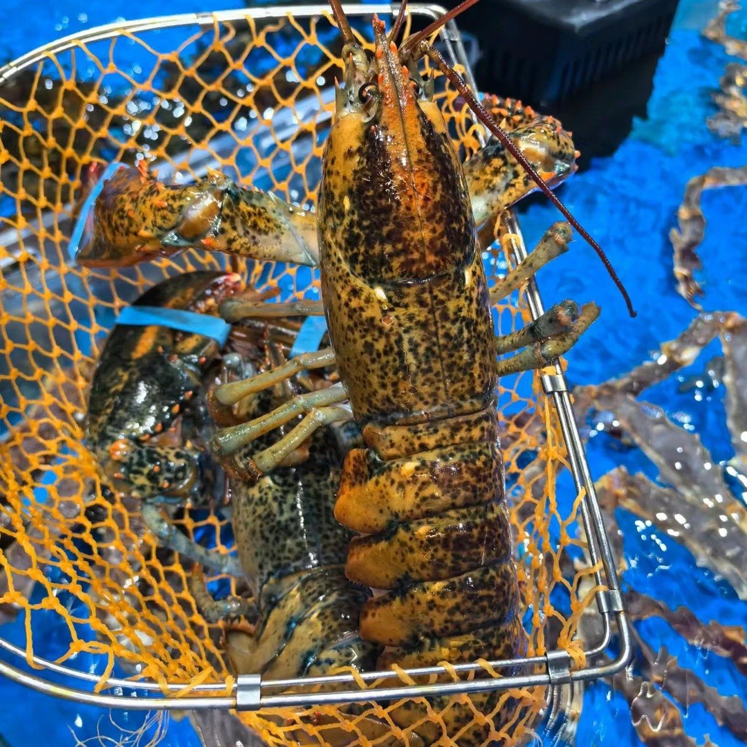 鲜活波士顿龙虾约1斤/只.保证生猛鲜活.需要几只拍几只