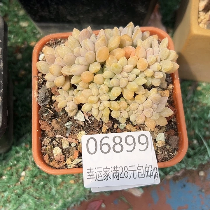 幸运儿的故事也是很精彩了