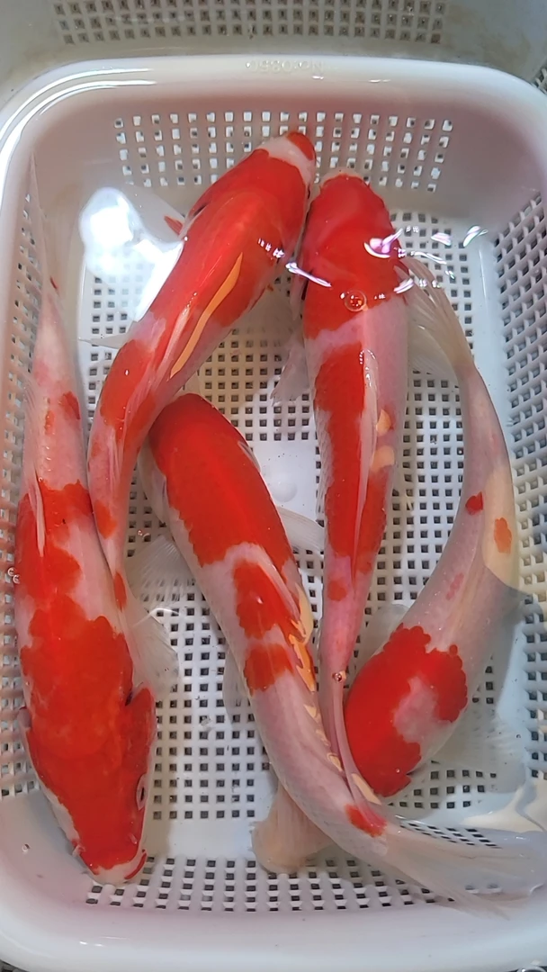 【 红白锦鲤 3条】13-15cm 易养皮实冷水鱼观赏鱼招财锦鲫超萌好物