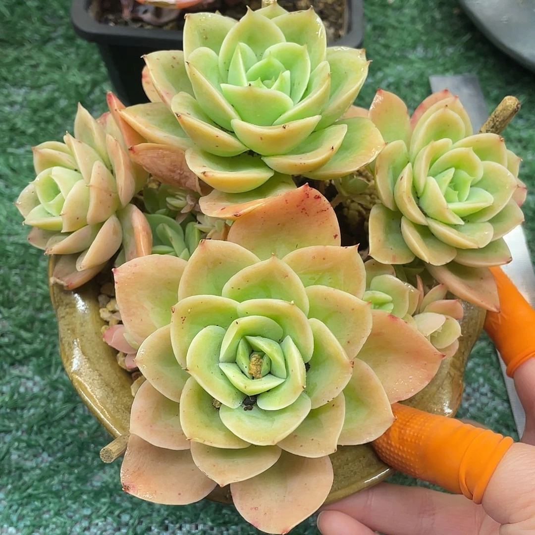 星娜塔一物一拍38包邮非偏远