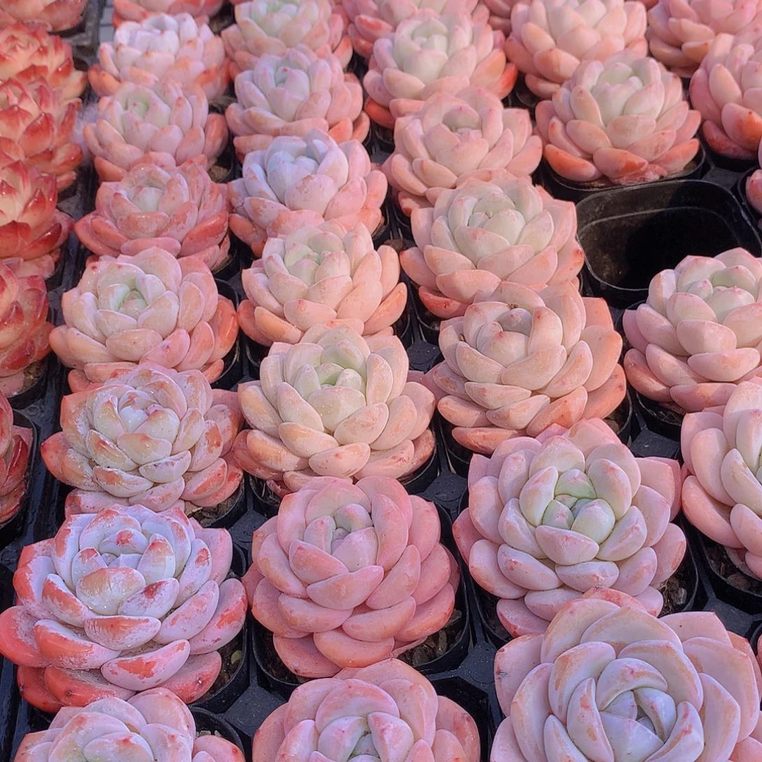 冰橙24577899900000