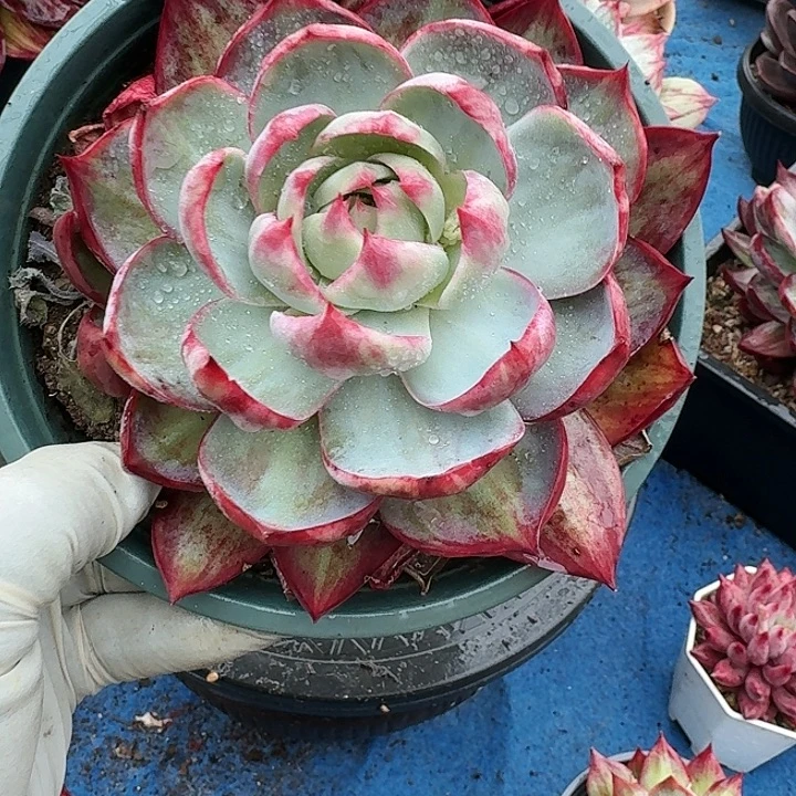 惊鸿惊鸿惊鸿 599............