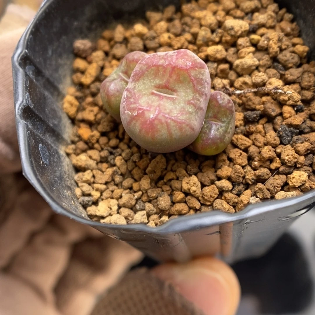 多肉植物肉锥杂交K-3654 太阳纹