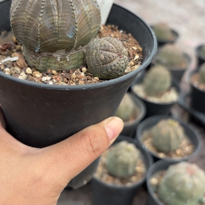 6020欧系老布纹好养