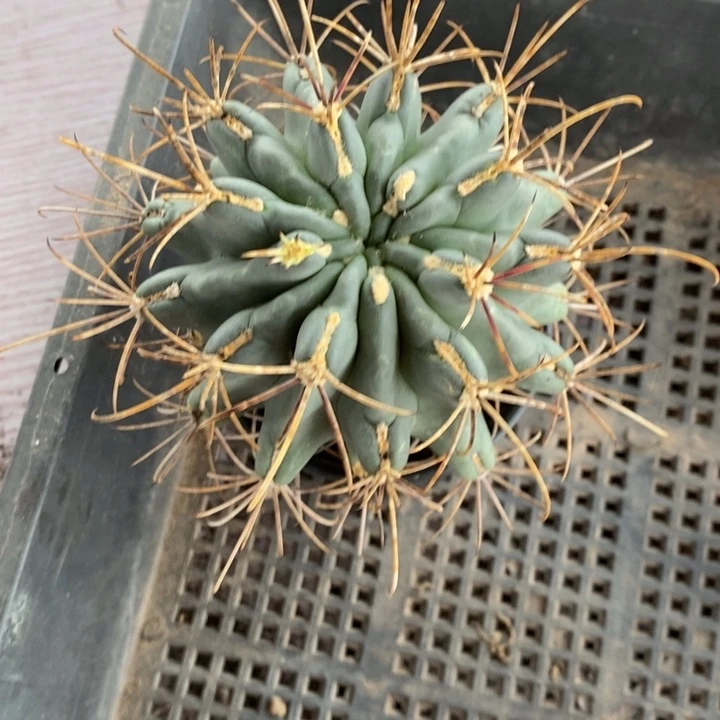 黑罗莎带疤特价福利