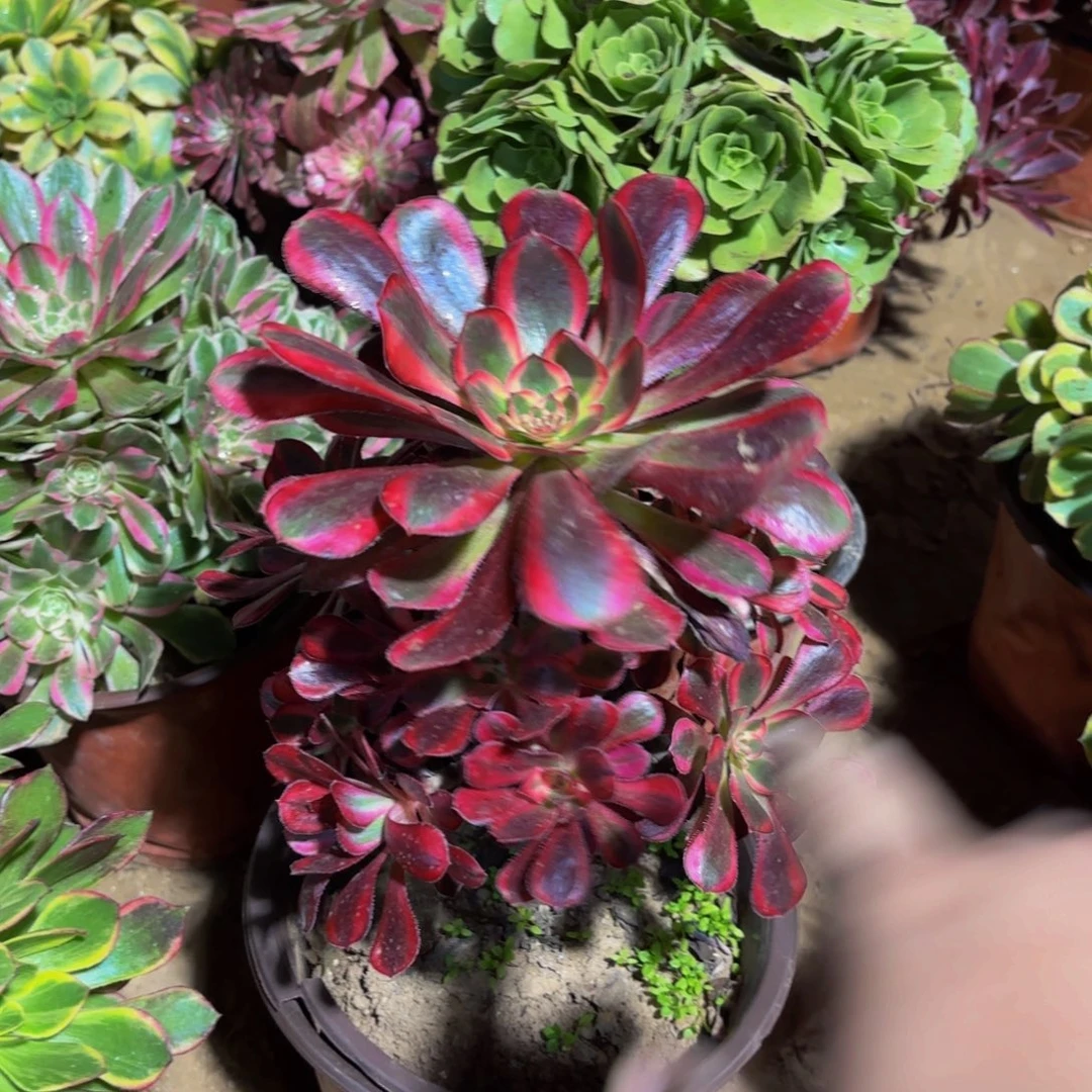 香奈儿木质老桩9.9