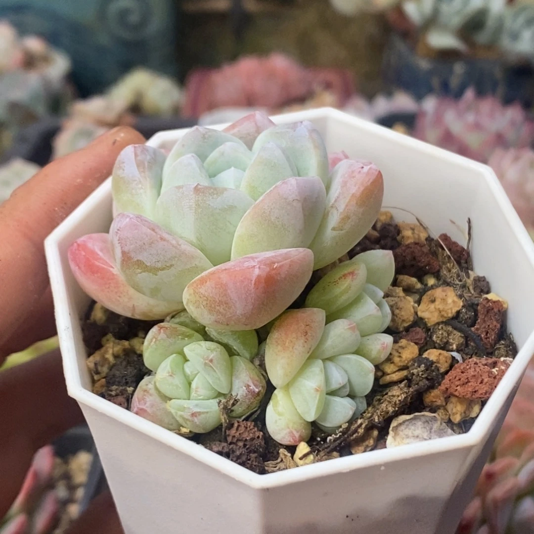 冰玉四头小群控养清棚