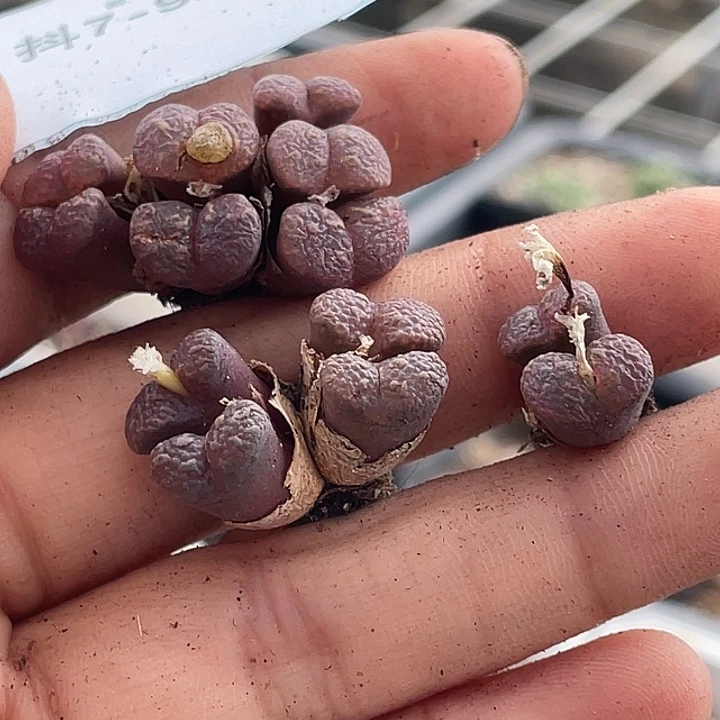 是***～7-92肉锥多肉植物