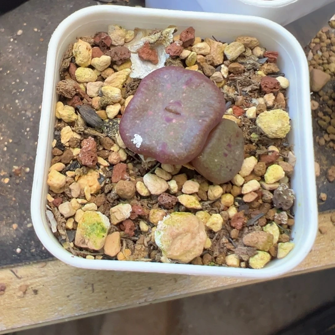 糖****豆豆豆 专拍  肉锥植物