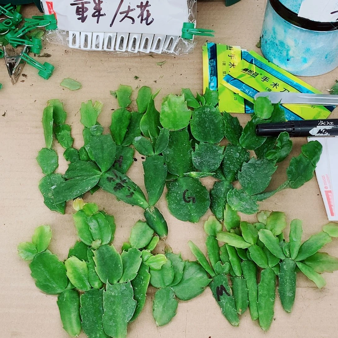长***江无花朵叶片福利一物一拍