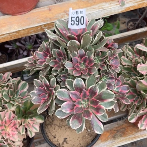 590浣纱不包断枝