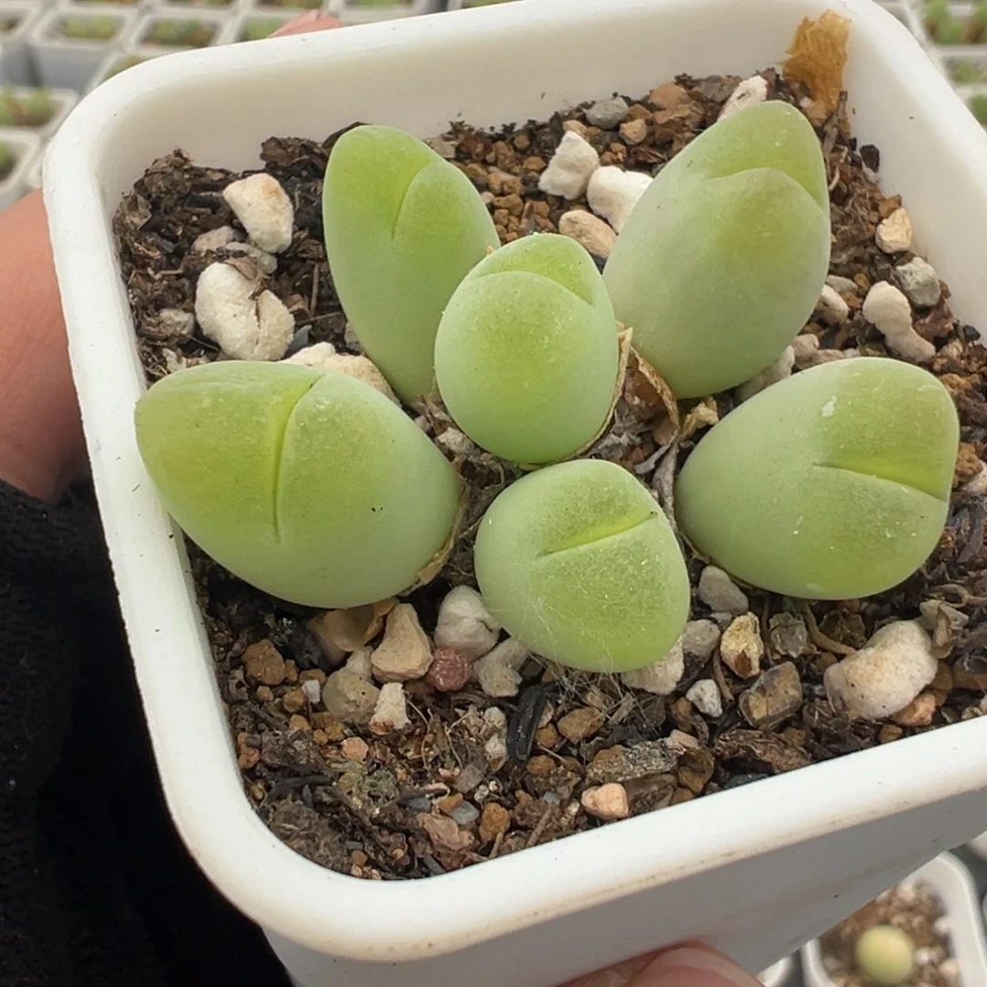 812多肉植物盆栽植物盆栽