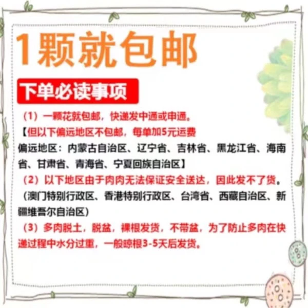 招财猫2加伦LZ 雪山多肉 好看好养新手闭眼入一单包邮