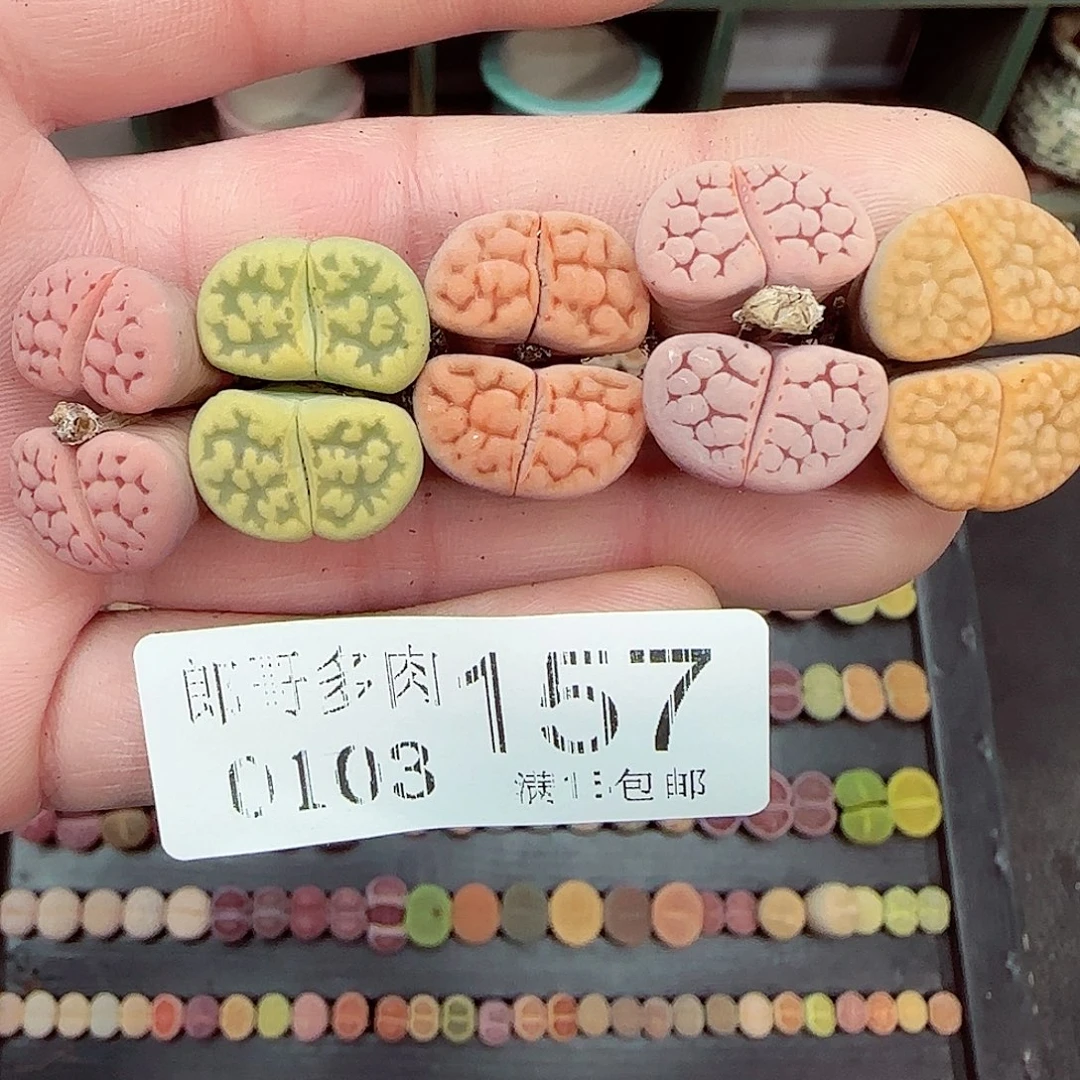 满满18包邮0103-157