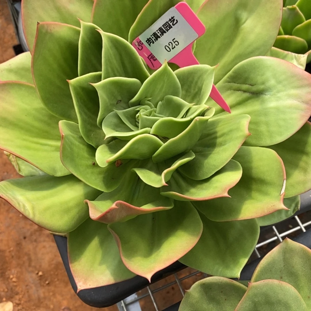 幸***子x025-多肉植物 花木兰
