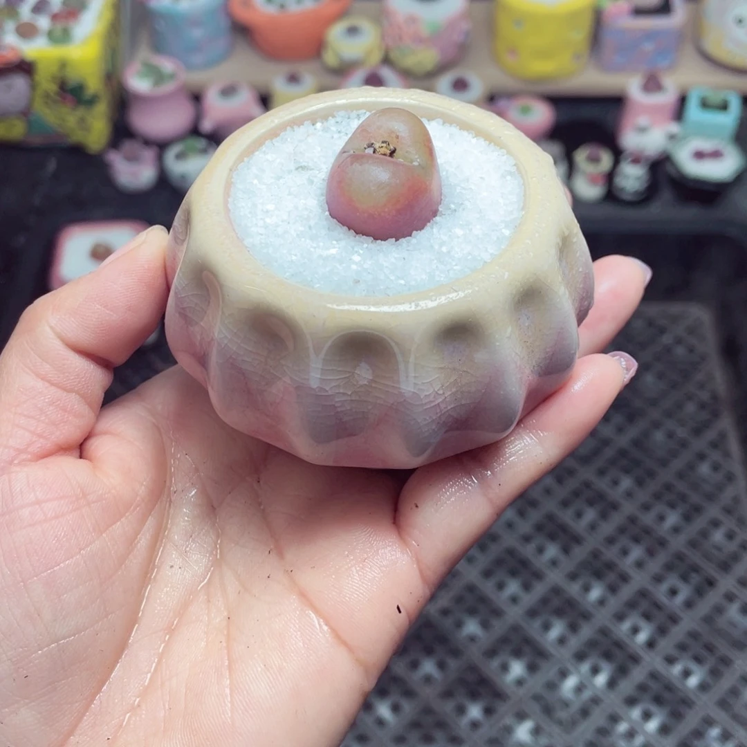 w9956 带盆土发货 -零下地区拍保温箱